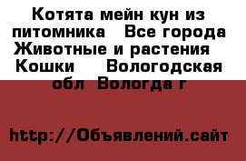 Котята мейн-кун из питомника - Все города Животные и растения » Кошки   . Вологодская обл.,Вологда г.